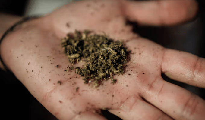 ¡Cambio radical! Marihuana legal, condenas anuladas en Maryland
