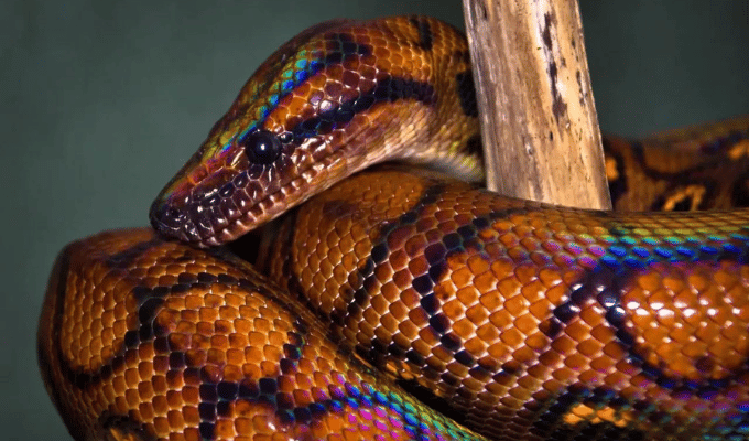 ¡Ronaldo, la serpiente macho, da a luz a 14 crías!