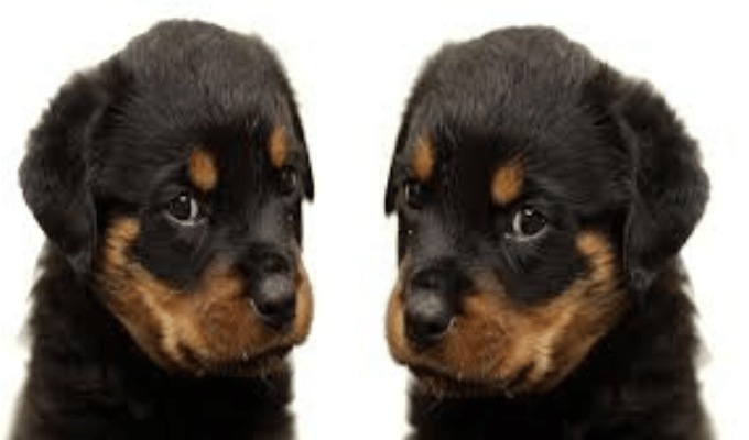 La clonación de mascotas ya es una realidad global