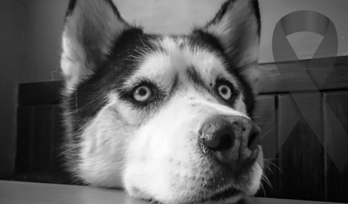 El caso de Spike: Una lucha continua por justicia en Quito