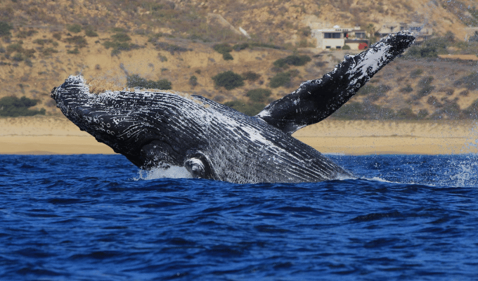 Ballenas jorobadas: ¿Un respiro durante el confinamiento? ¡Descúbrelo!