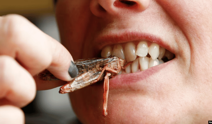 Singapur Atraviesa Barreras Gastronómicas con Insectos