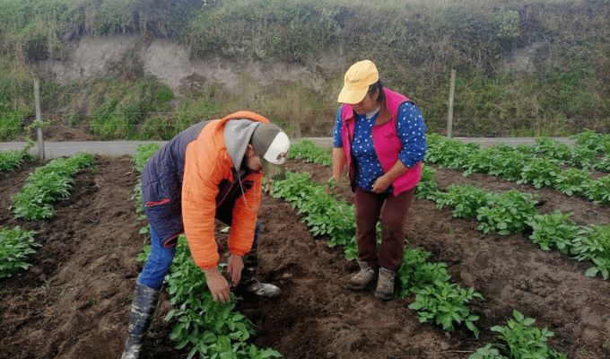 Proyecto Campo Seguro impulsa seguro agrícola en Tungurahua