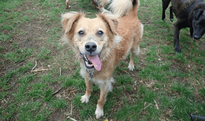 Únete a la Perritón! Ayuda a perros rescatados en Quito