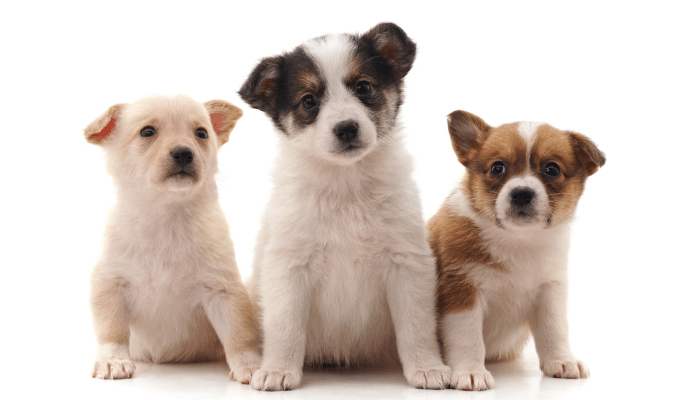 Quito se une al Día Mundial del Perro: eventos y adopciones