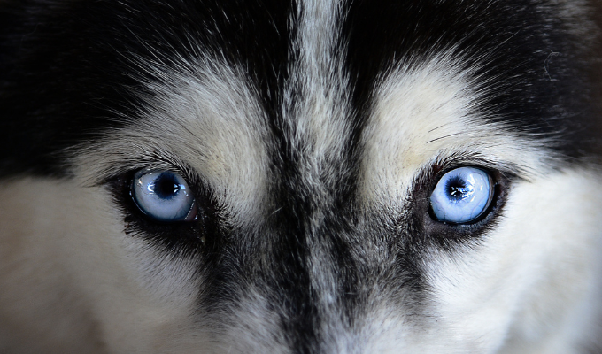 Finaliza caso de Spike: Ratifican condena por asesinato animal