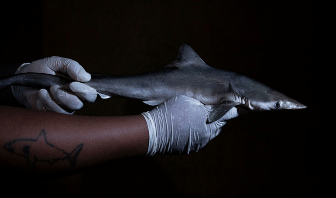 ¿Drogas en el mar? Tiburones con cocaína detectados