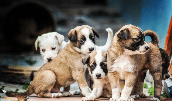 ¡Indignación en Ambato! Eutanasia masiva de 69 cachorros en albergue