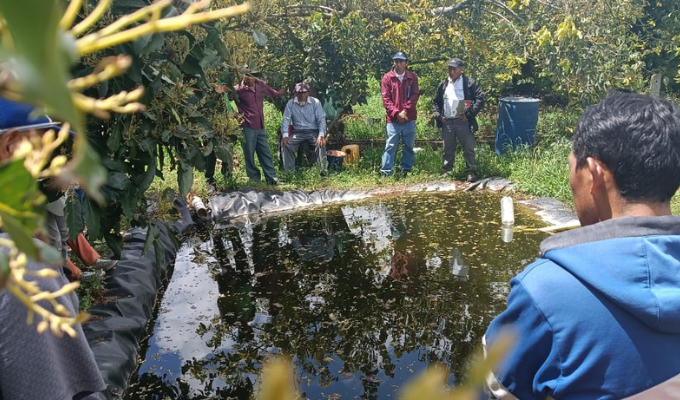 ¡Nuevos expertos en tilapia! 22 productores certificados en Tungurahua