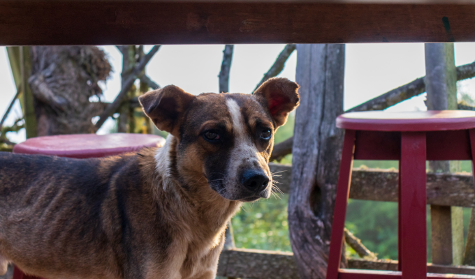 Hombre sancionado con USD 4,600 por maltrato a perro parapléjico