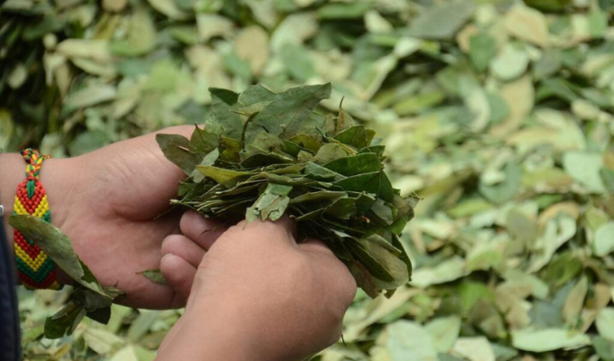 Hoja de coca: Colombia y Bolivia buscan cambio en la normativa