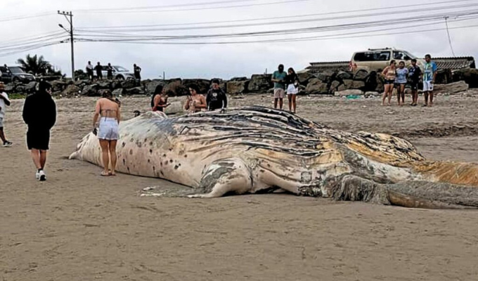 Alarma en Santa Elena: Hallan otra ballena muerta en la playa