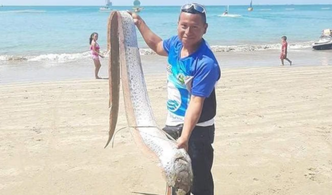 Pez remo aparece en Salinas: ¿Presagio de sismo?