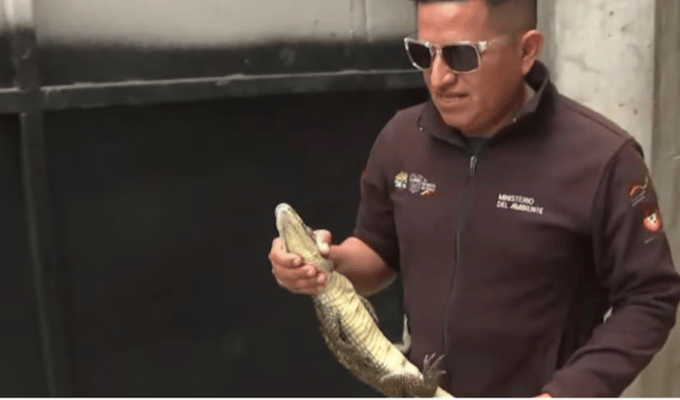 Caimanes y armas incautados en casa de cabecilla de Los Tiguerones