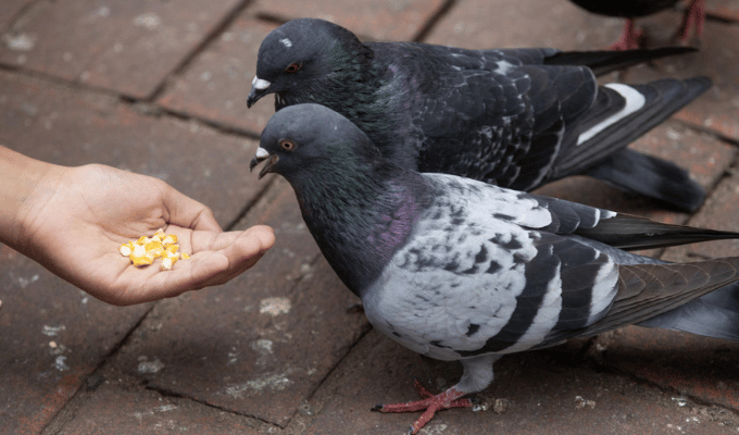 ¡Multa de $12,800 por alimentar palomas en Hong Kong!