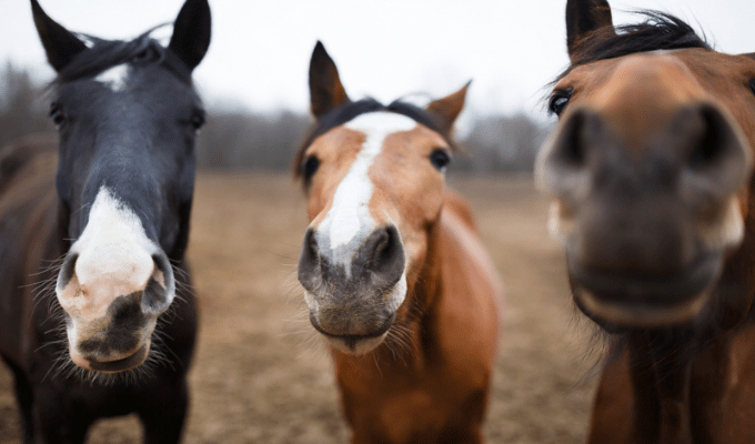 Estudio revela que los caballos son más astutos de lo que creías