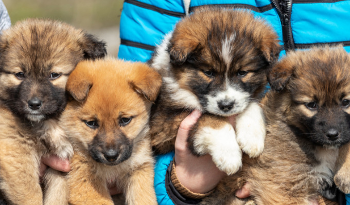 Indignación en Chambo: ¡60 perros envenenados brutalmente!