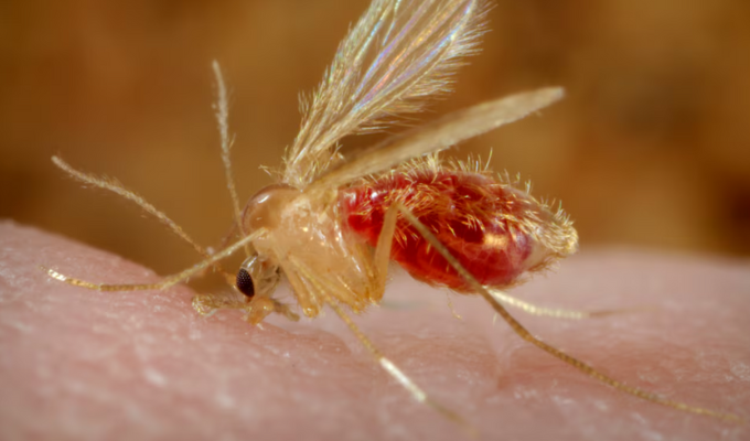 ¡Nuevo peligro! Virus Oropouche mata a dos mujeres en Brasil