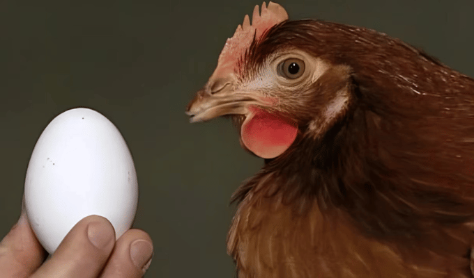 ¿El huevo o la gallina? La IA de OpenAI despeja el misterio