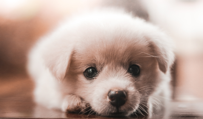 Viruela del mono: ¿Tu mascota está en riesgo de contagio?