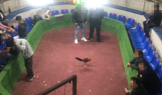 ¡Operativo en Quito! Desmantelan gallera en pleno barrio residencial