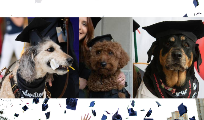 Perros universitarios: Tres canes reciben 'dogtorados' en EE.UU.