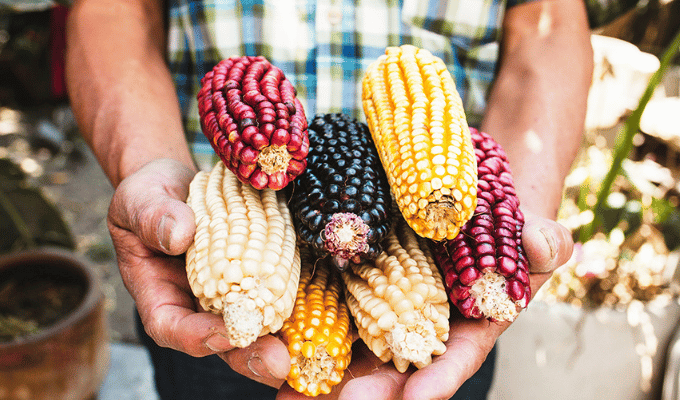 ¡Emprendedor crea bolsas de maíz que se descomponen en 180 días!