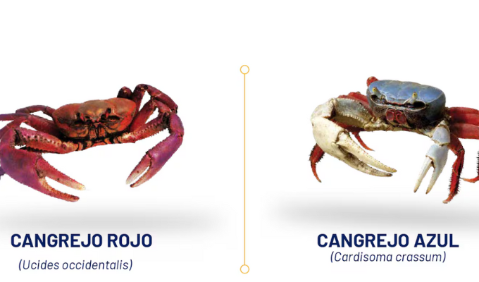 ¡Adiós cangrejo! Veda hasta octubre por riesgo sanitario