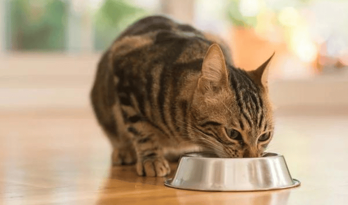 Evita tragedias: Conoce los tres alimentos prohibidos para gatos