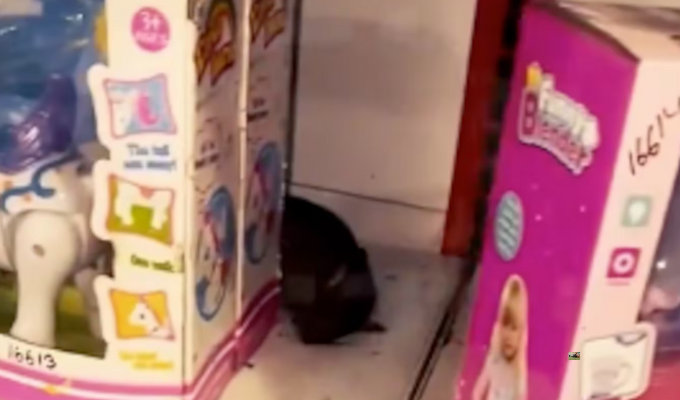 ¡Clausuran supermercado infestado de ratas en Milagro!