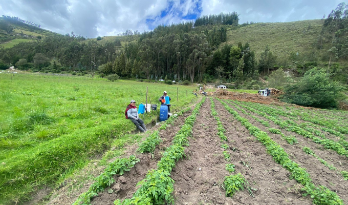 San José de Poaló: ¡Papas Nativas y Chocho Andino en Auge!