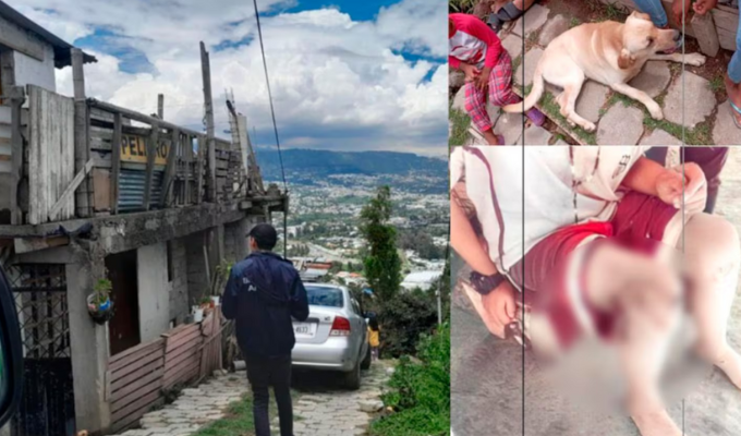 ¡Ataque canino en Tumbaco! Dueño de los perros multado con $4600