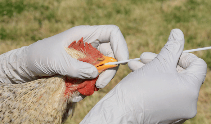 ¡Preocupante! Gripe aviar en humano sin contacto animal en EE. UU
