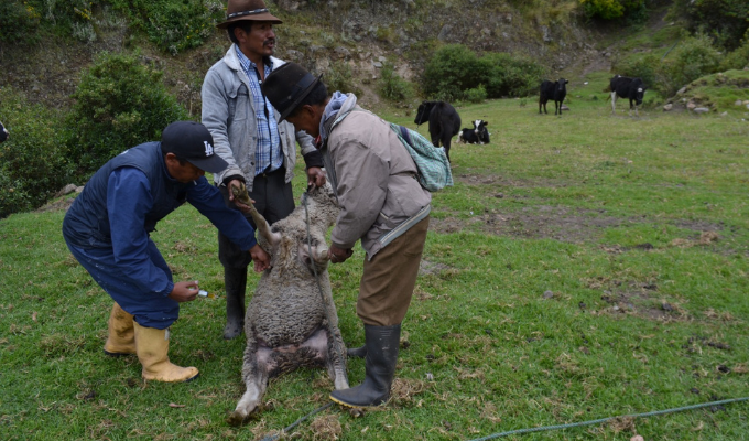 ¡Éxito total! Campaña de salud animal fortalece ganadería local