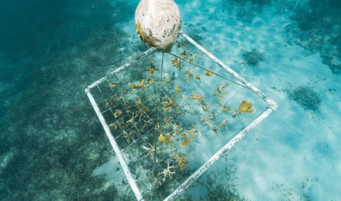 ¡Corales artificiales salvan arrecifes en Puerto Rico!