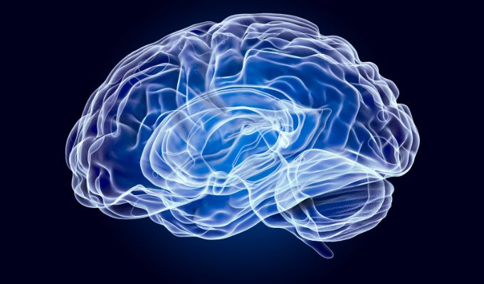 Neuroeducación: El Arte de Aprender desde el Cerebro