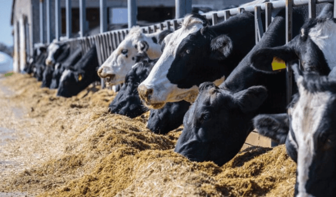 Ganaderos en apuros: producción de leche cae 50% en Ecuador