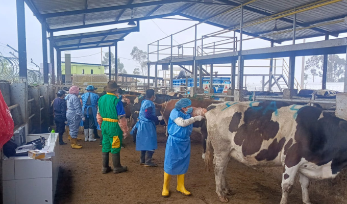 ¡Productores ahora inseminan a sus propias vacas!