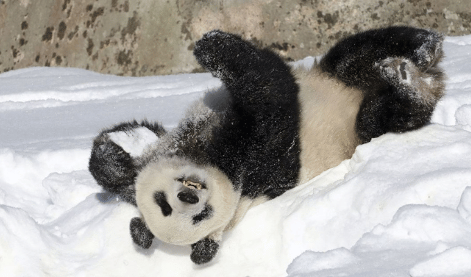 ¡Adiós, pandas! Zoológico finlandés no puede pagar su cuidado