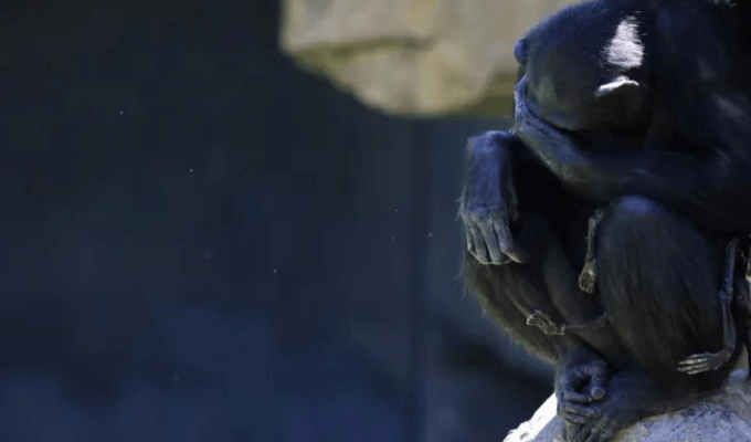 ¡Natalia, la chimpancé, finalmente suelta a su cría fallecida!