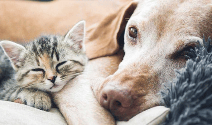 ¡Prohíben la venta de mascotas en tiendas en España!