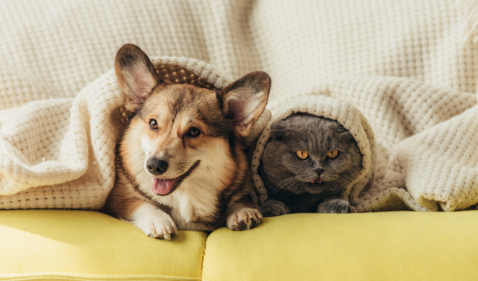 Humanizar a tu mascota podría afectarla más de lo que crees