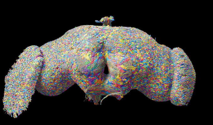 ¡Más de 50 millones de conexiones en el cerebro de la mosca!