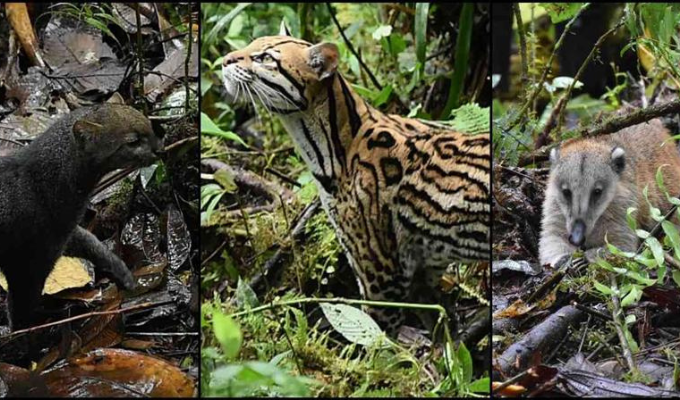 ¡Alarmante! El 95% de fauna salvaje en Latinoamérica en peligro