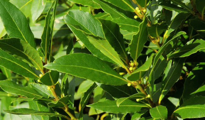 Laurel: el repelente natural que ahuyenta cucarachas de tu hogar