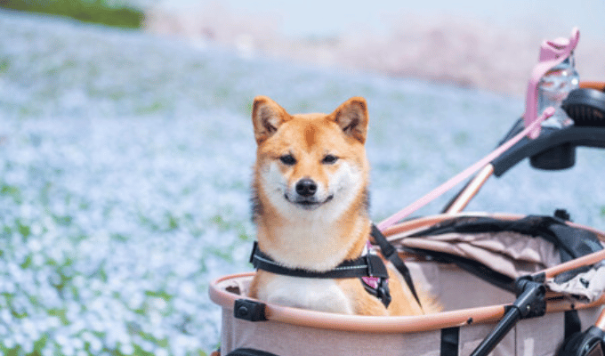 ¡Más perros que bebés! Corea en auge de mascotas