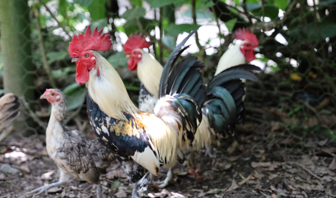 ¡Tungurahua protege su flora y fauna emblemática! 🌿🦜