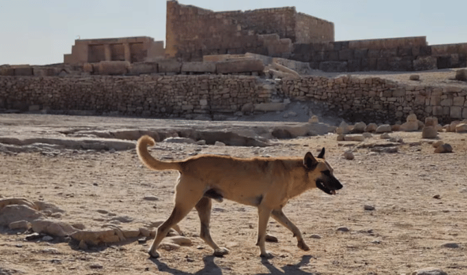 Tres perros en la cima de la Gran Pirámide: ¡video se hace viral!
