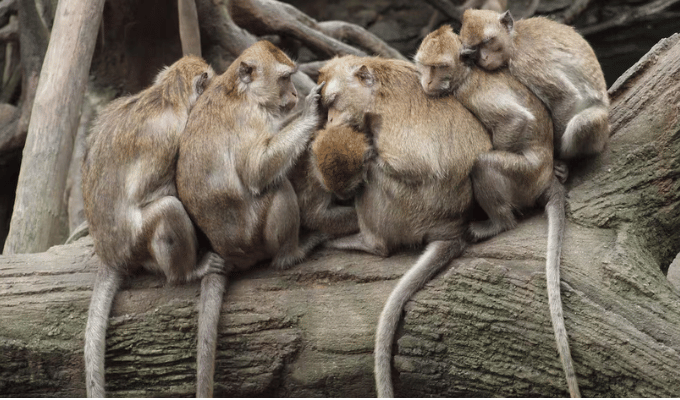 ¡Caos en Carolina del Sur! 40 monos escapan de un centro