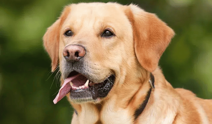Los perros pueden oler tus emociones, según la ciencia